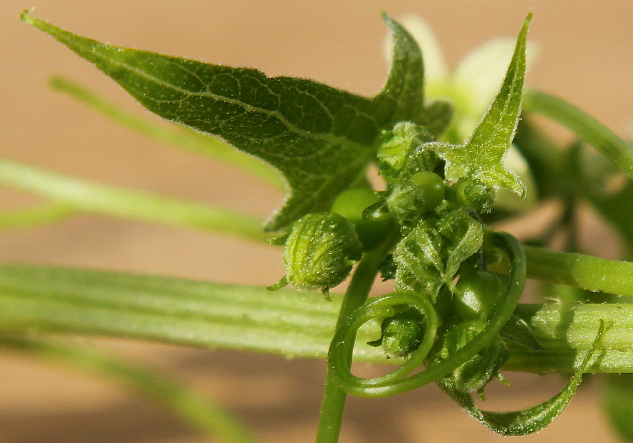 Изображение особи Bryonia dioica.