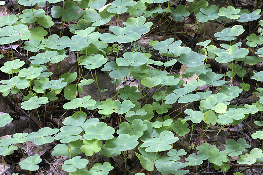 Изображение особи Oxalis acetosella.