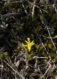 Sternbergia colchiciflora