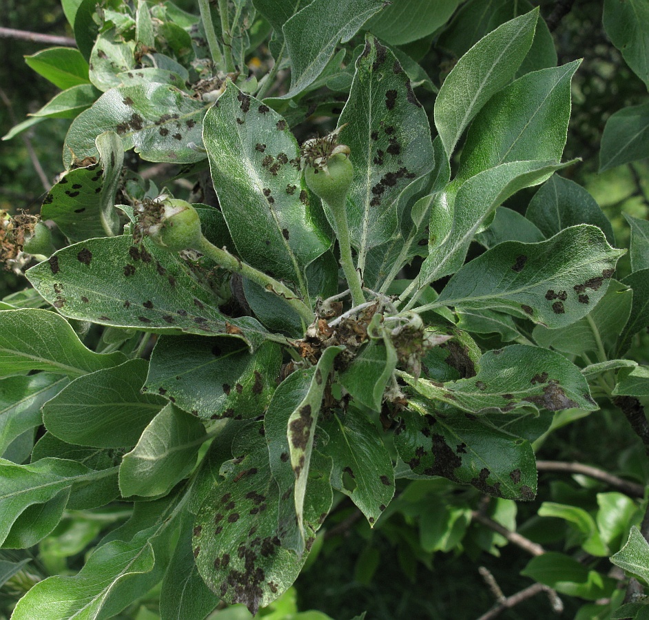 Image of Pyrus salviifolia specimen.