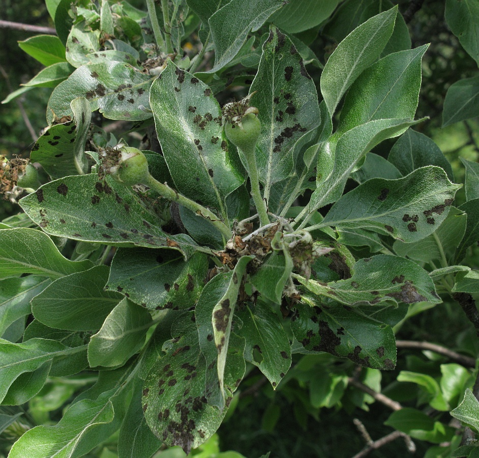 Изображение особи Pyrus salviifolia.