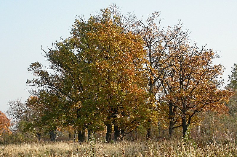 Image of Quercus robur specimen.