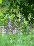 Delphinium ajacis