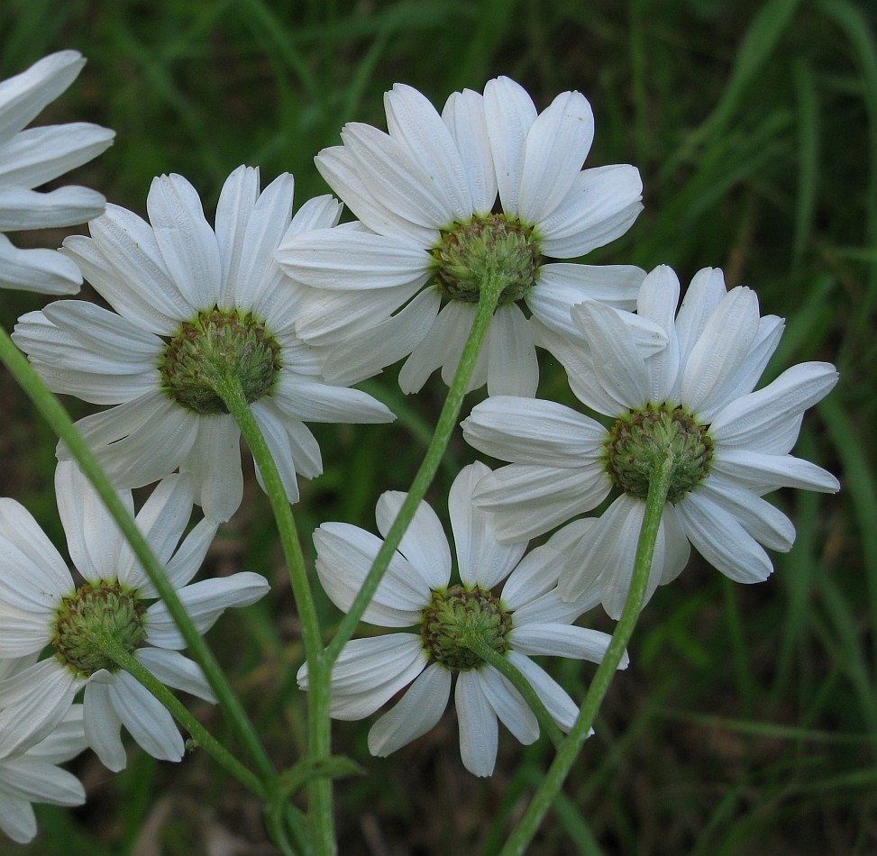 Изображение особи Pyrethrum corymbosum.