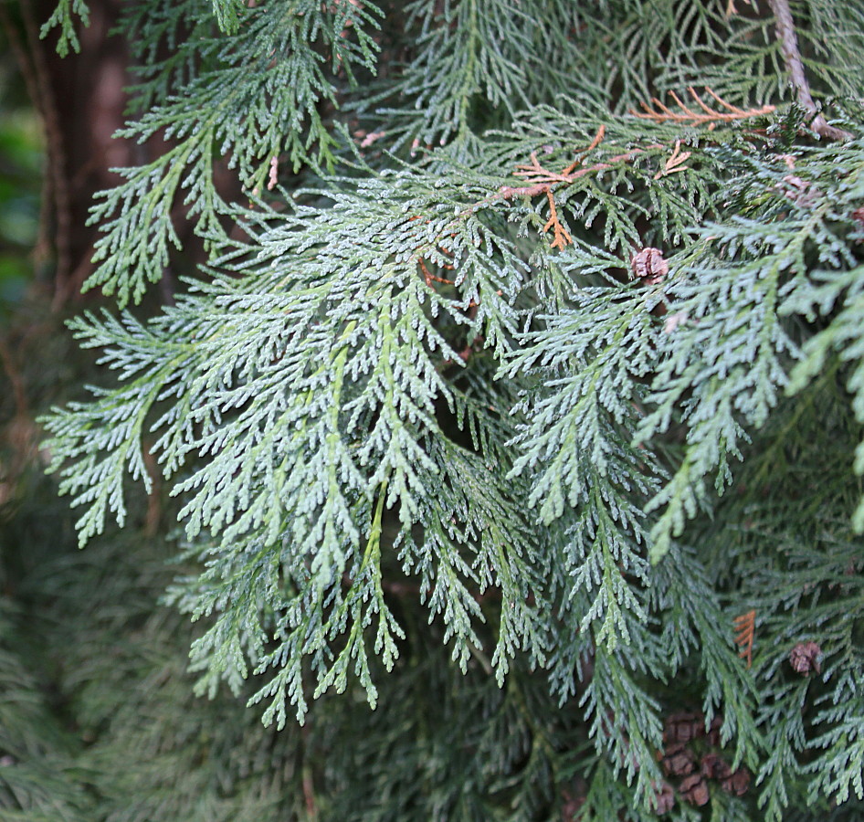Изображение особи Chamaecyparis lawsoniana.