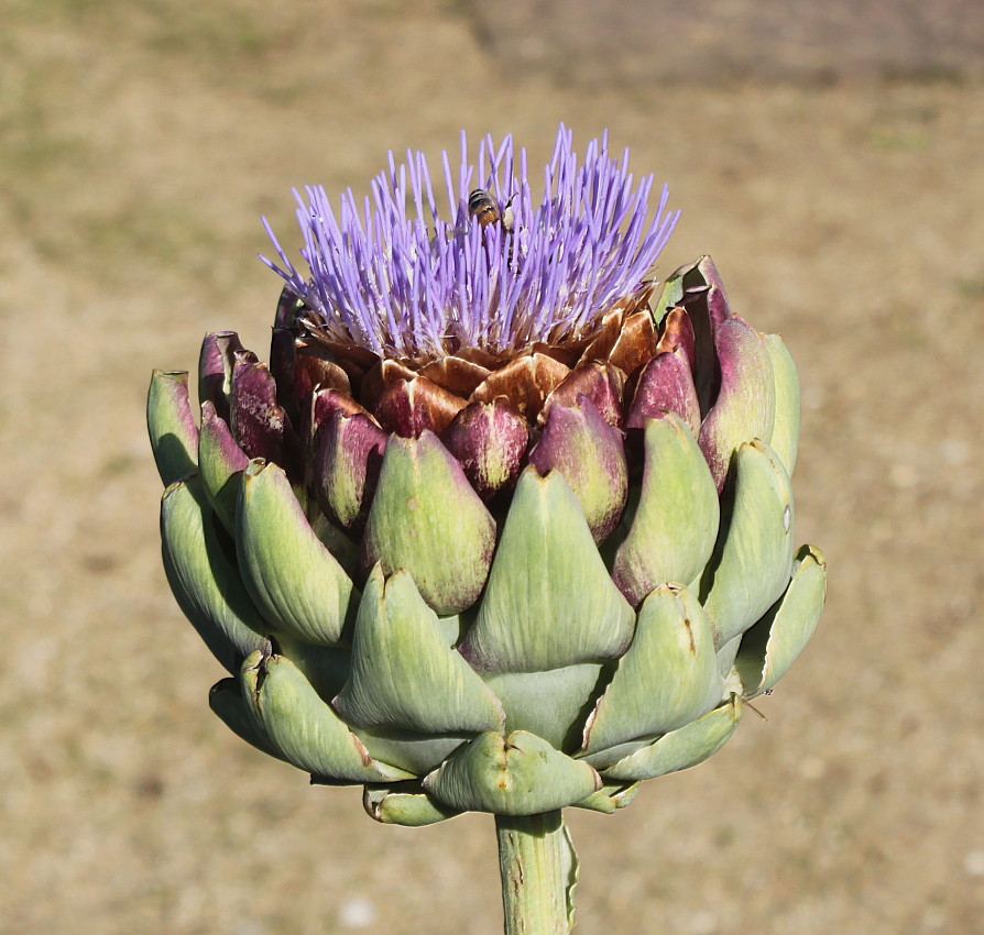 Изображение особи Cynara scolymus.