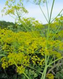 Ferula songarica