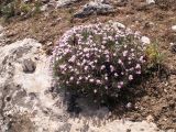 Acantholimon sarytavicum. Цветущее растение. Киргизия, Баткенская обл. Алайский хр., 23 мая 2008 г.