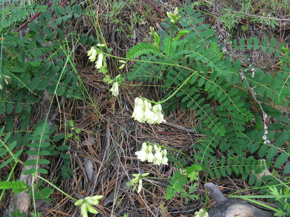 Изображение особи Astragalus propinquus.