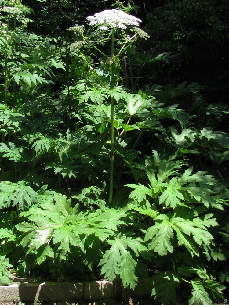 Изображение особи Heracleum mantegazzianum.