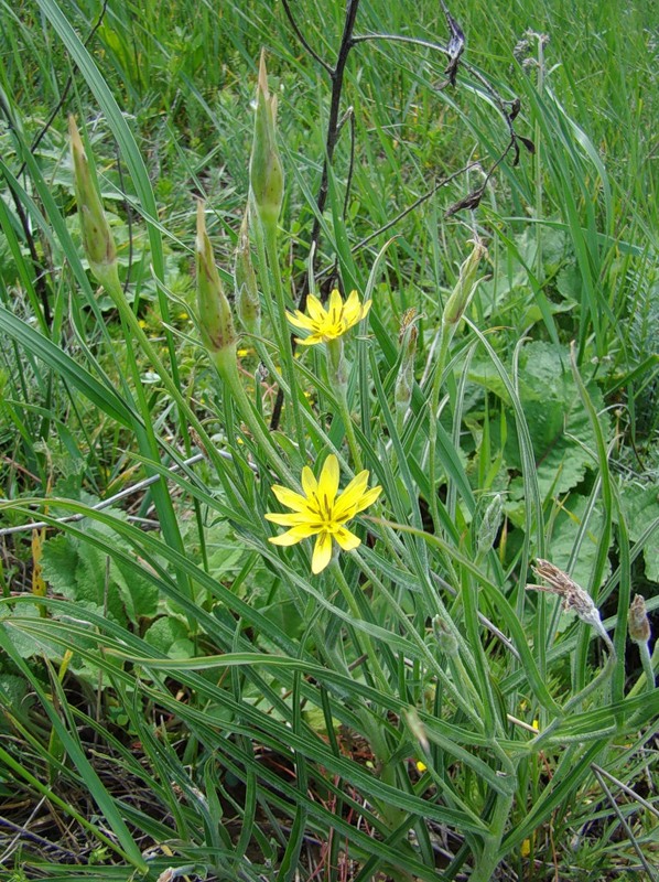 Image of Scorzonera mollis specimen.