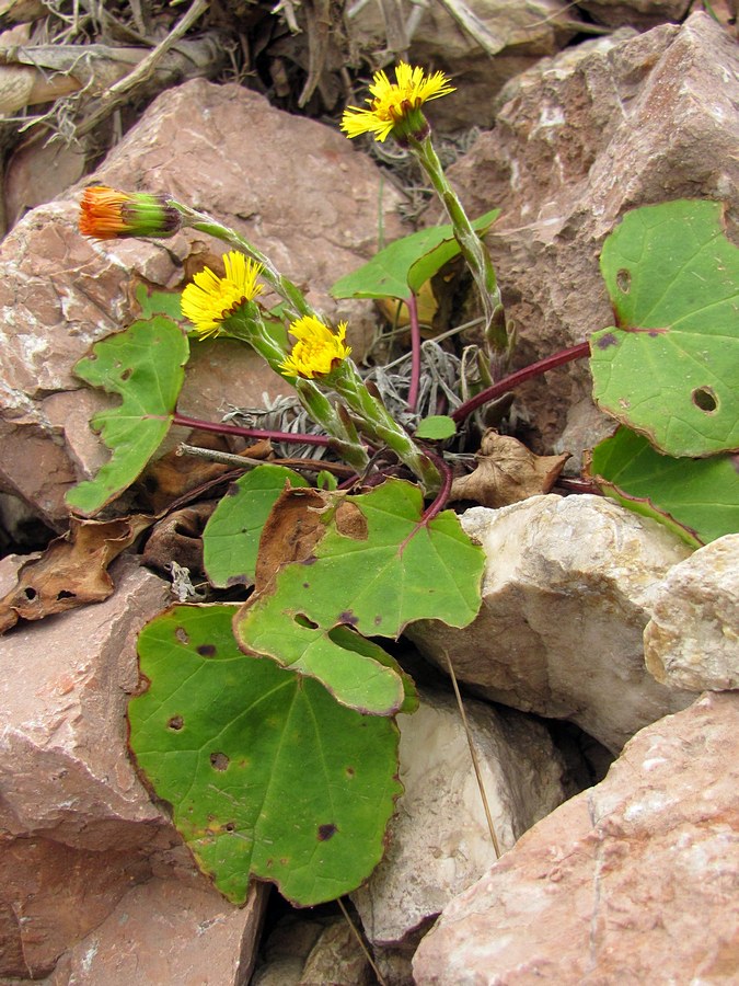 Image of Tussilago farfara specimen.