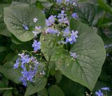 Brunnera sibirica