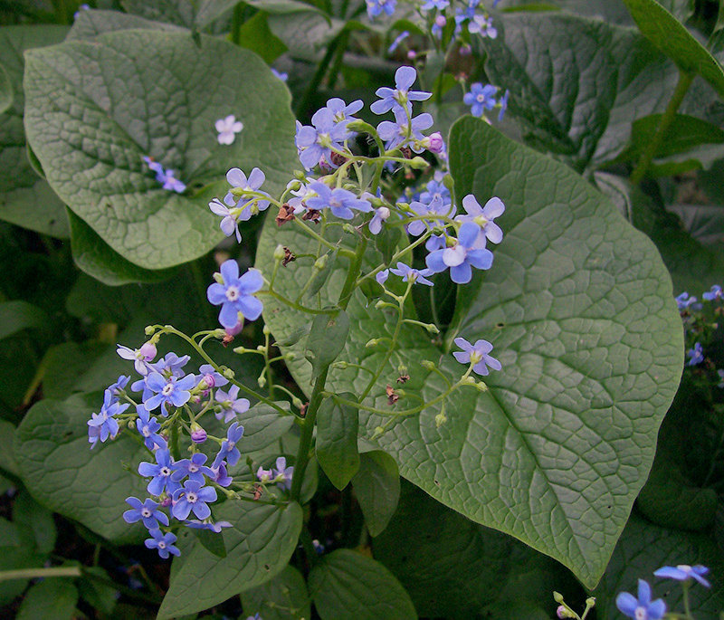 Image of Brunnera sibirica specimen.