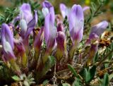 Astragalus dolichophyllus