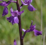 Orchis mascula