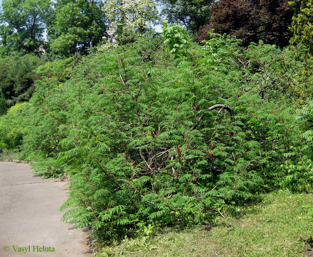 Изображение особи Rhus typhina f. laciniata.