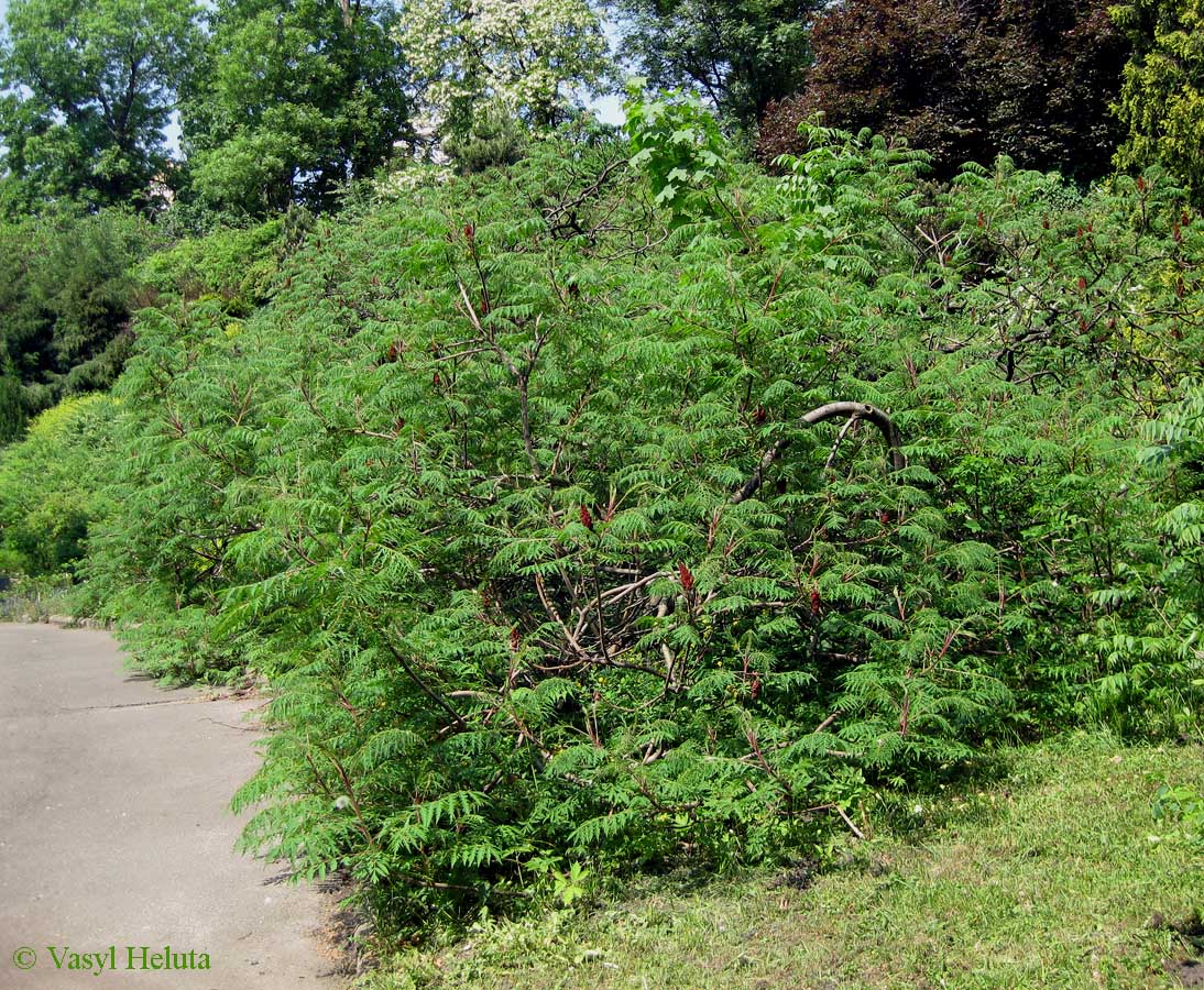 Изображение особи Rhus typhina f. laciniata.