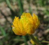 Ranunculus cassubicus