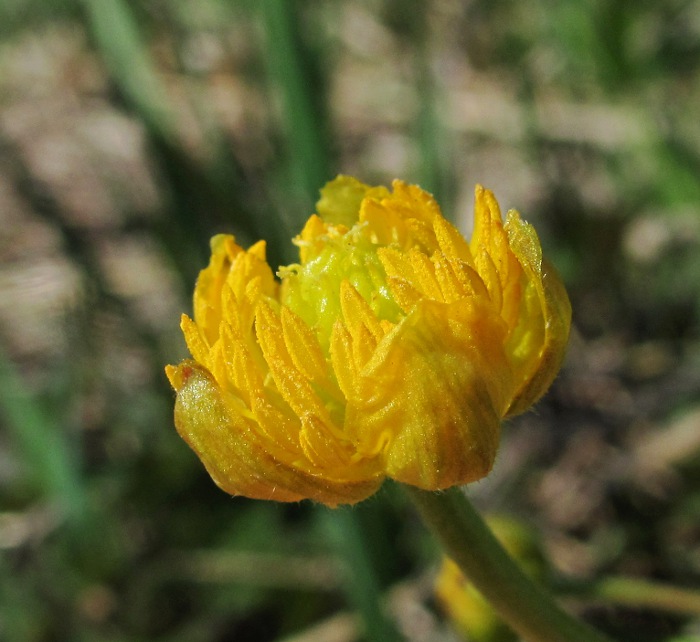 Изображение особи Ranunculus cassubicus.