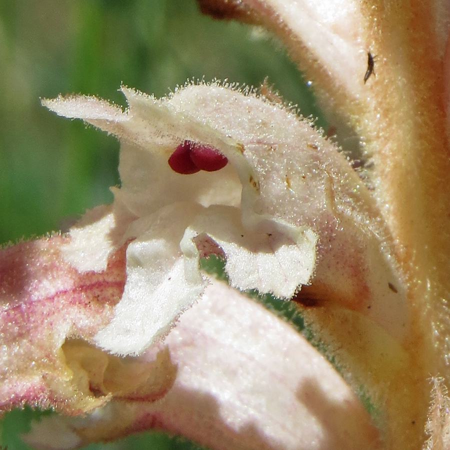 Изображение особи Orobanche alba.