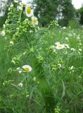 Erigeron strigosus