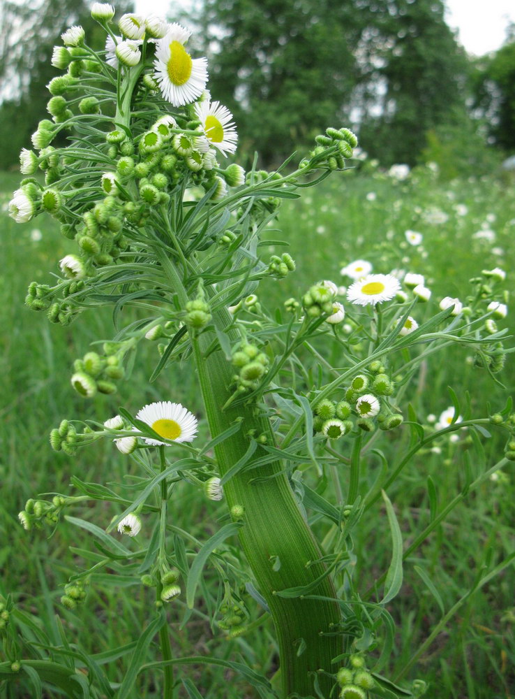 Image of Erigeron strigosus specimen.