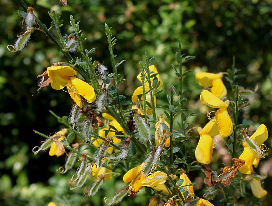 Image of Sarothamnus scoparius specimen.