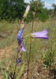 Campanula sibirica