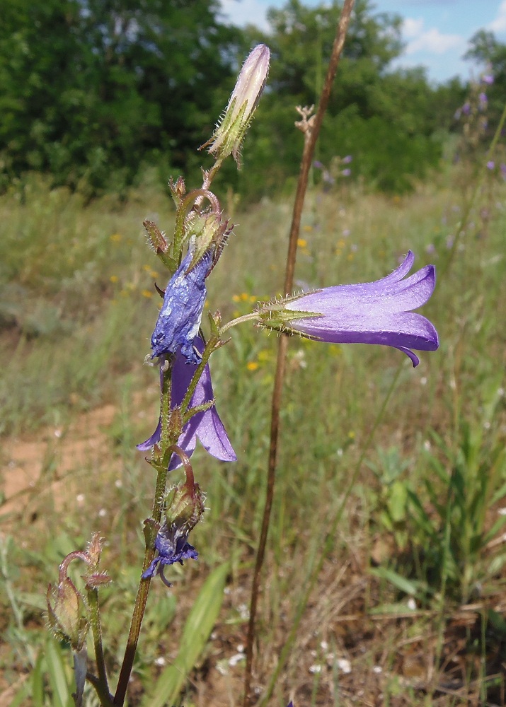 Image of Campanula sibirica specimen.