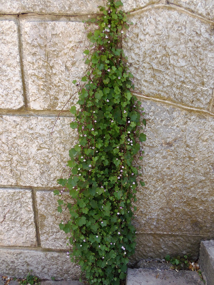 Изображение особи Cymbalaria muralis.