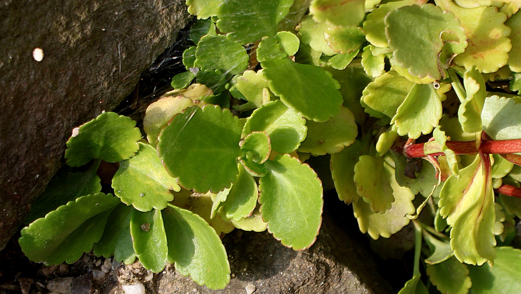 Image of Chiastophyllum oppositifolium specimen.