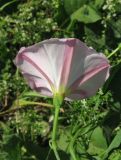 Convolvulus arvensis. Цветок (вид снизу). Крым, окр. Феодосии, Курортное, берег р. Отузка. 10 июля 2013 г.