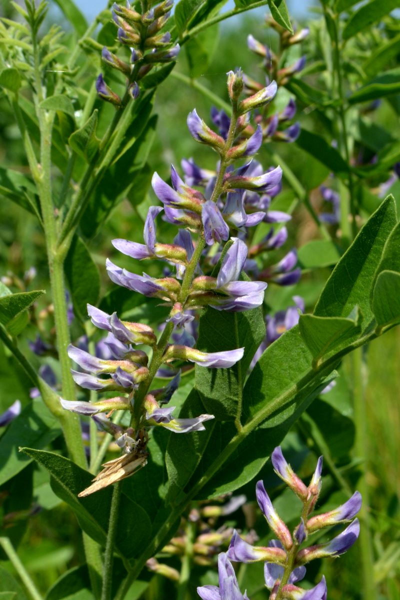 Изображение особи Glycyrrhiza glabra.