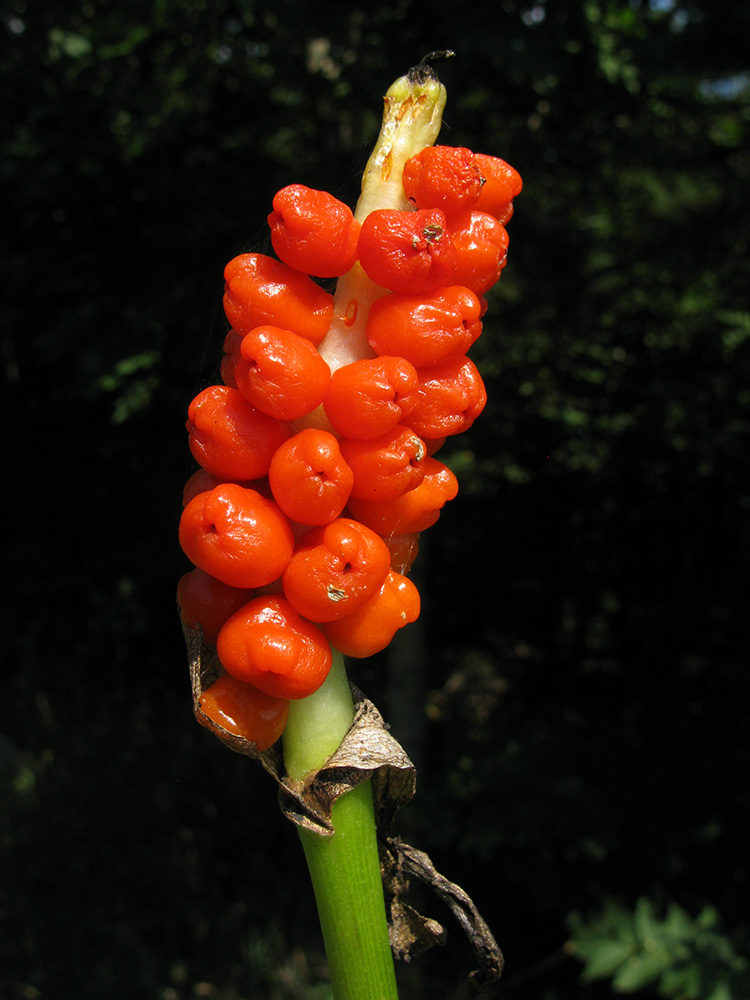 Image of genus Arum specimen.