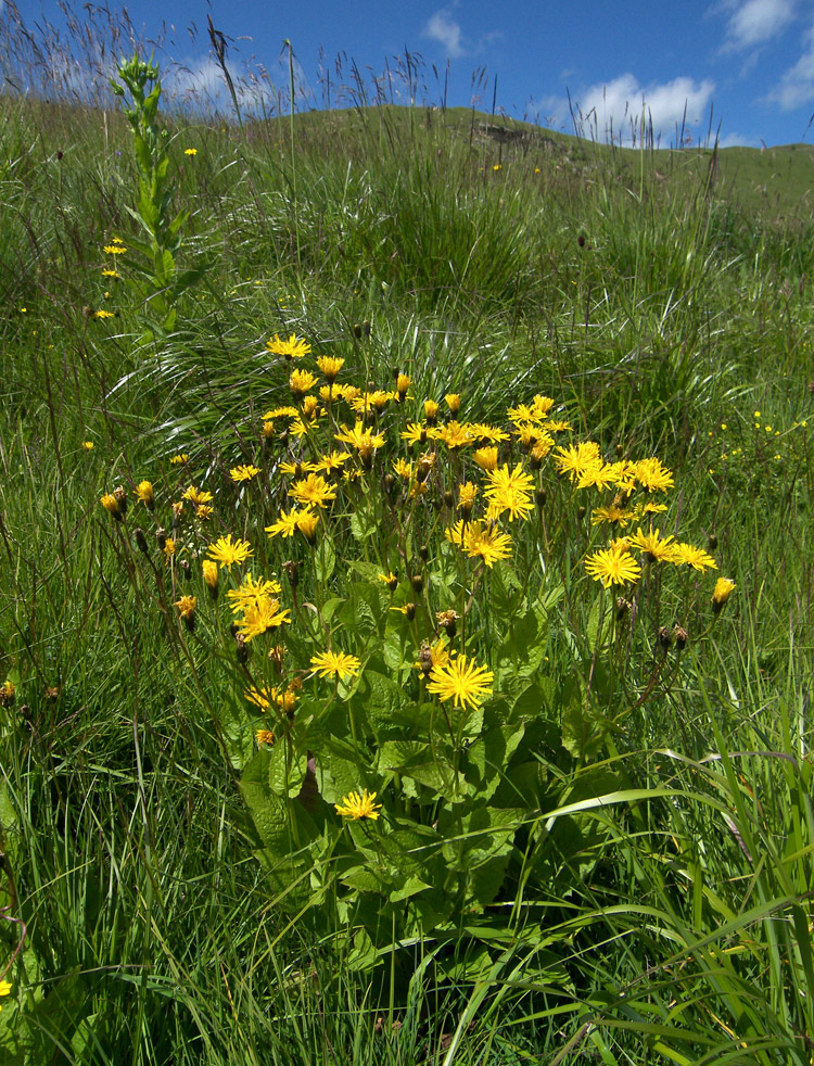 Image of Crepis caucasica specimen.