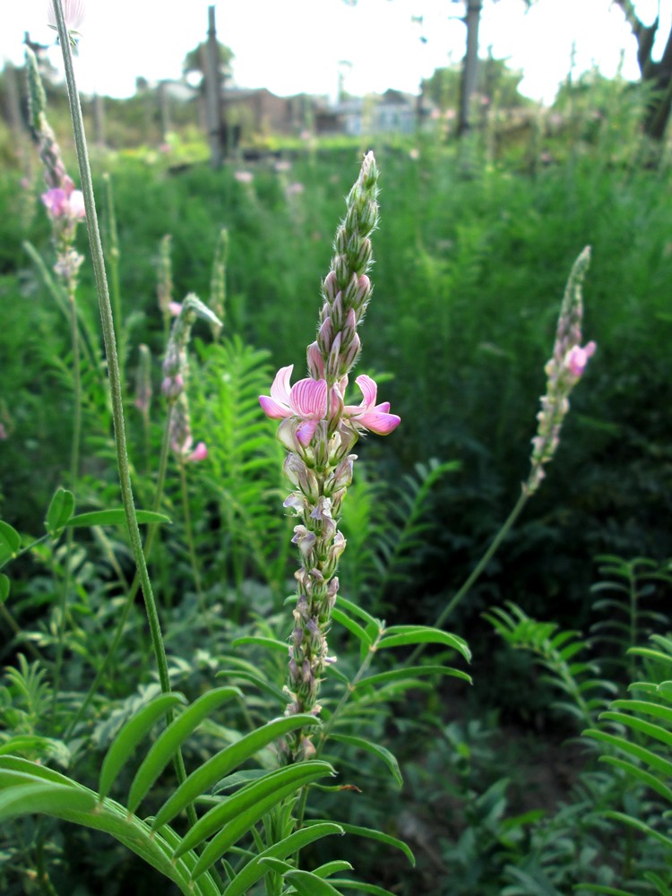 Image of Onobrychis viciifolia specimen.