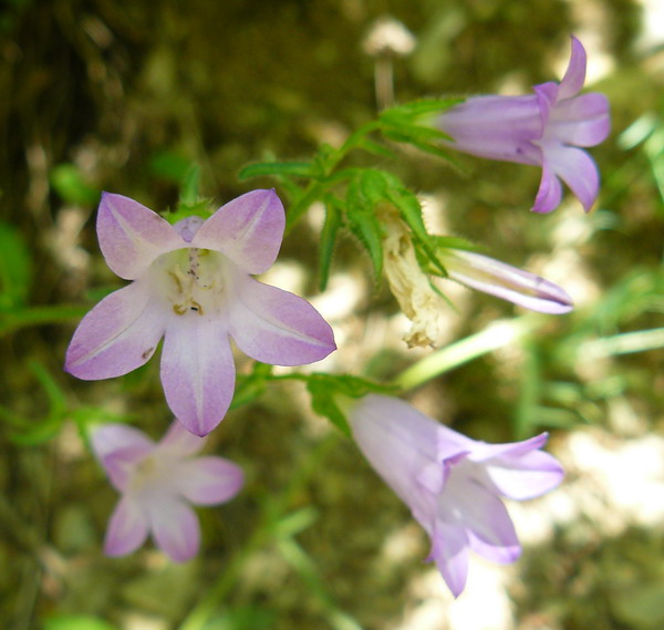 Изображение особи род Campanula.