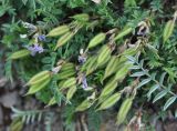 Oxytropis revoluta