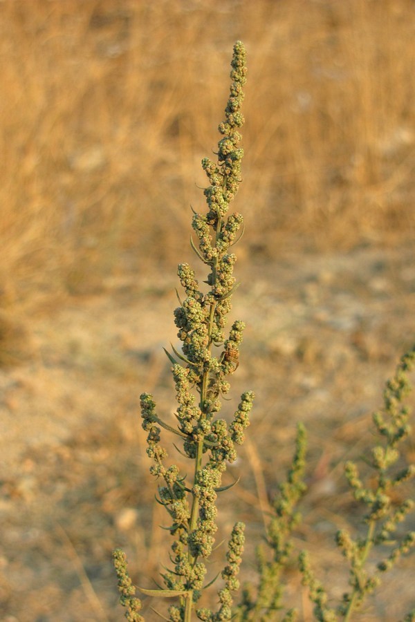 Image of Chenopodium striatiforme specimen.