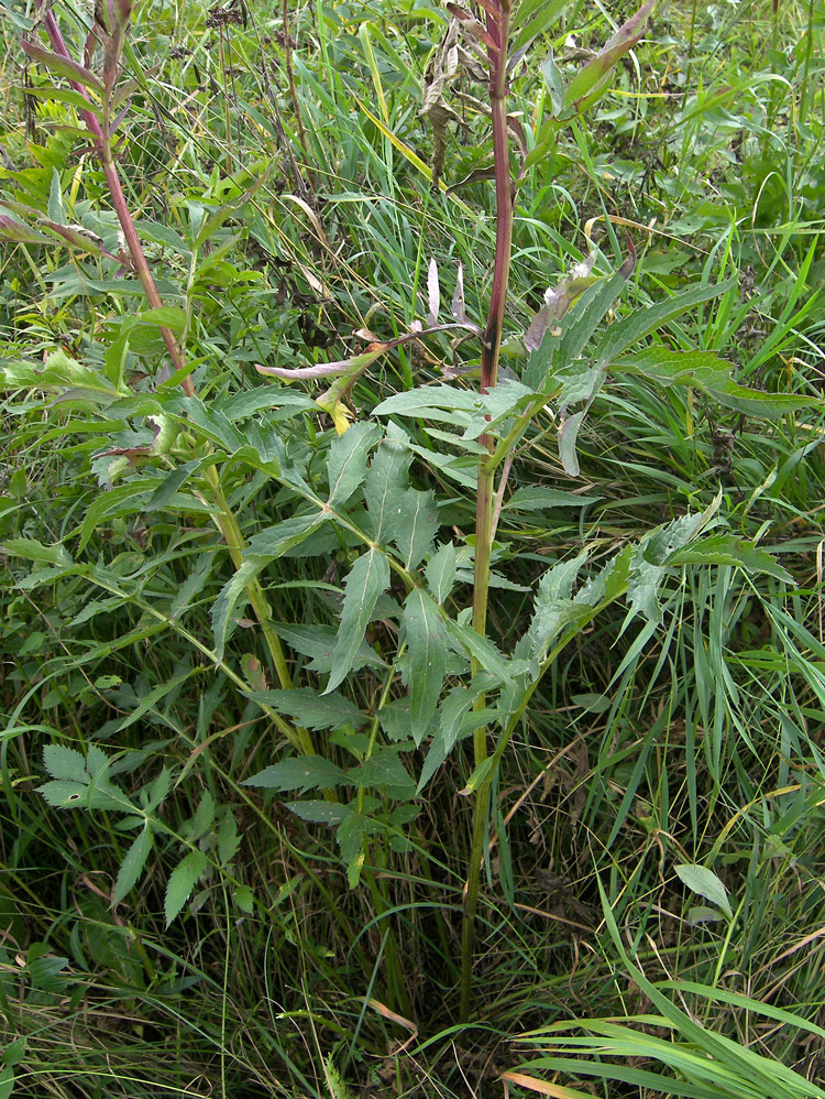 Изображение особи Serratula coronata.