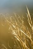 Stipa capillata
