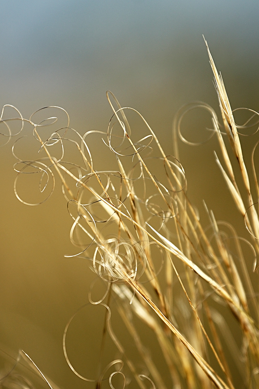 Image of Stipa capillata specimen.