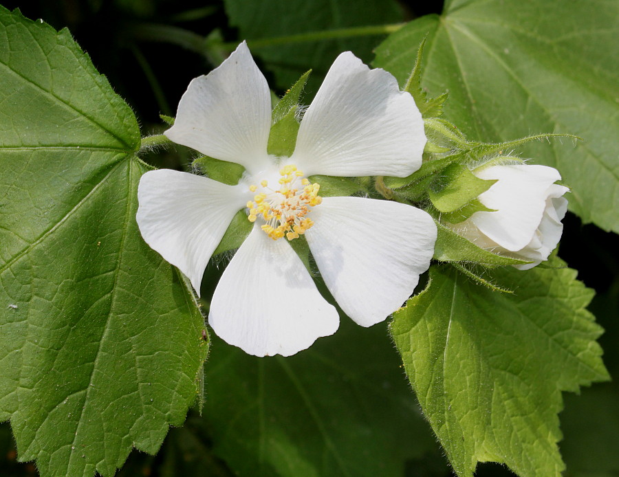 Image of Kitaibelia vitifolia specimen.