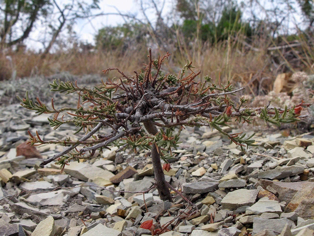 Image of Fumana procumbens specimen.