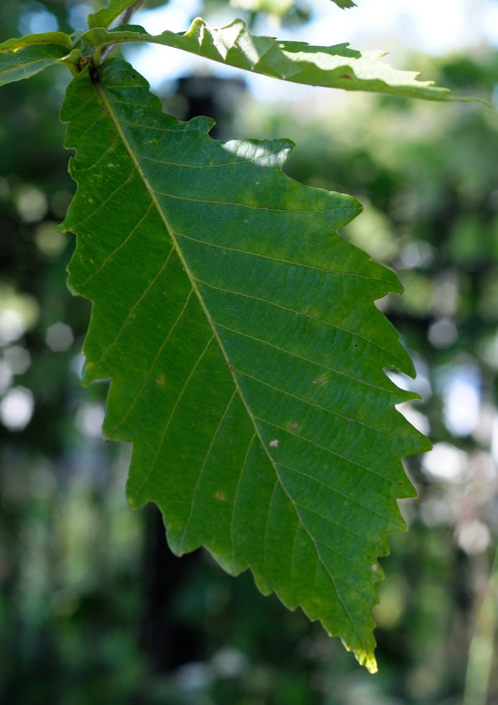 Изображение особи Quercus crispula.