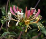 Lonicera periclymenum