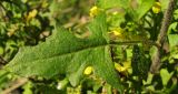 Sisymbrium loeselii. Лист. Краснодарский край, окр. г. Крымск, берег р. Адагум. 11.10.2013.