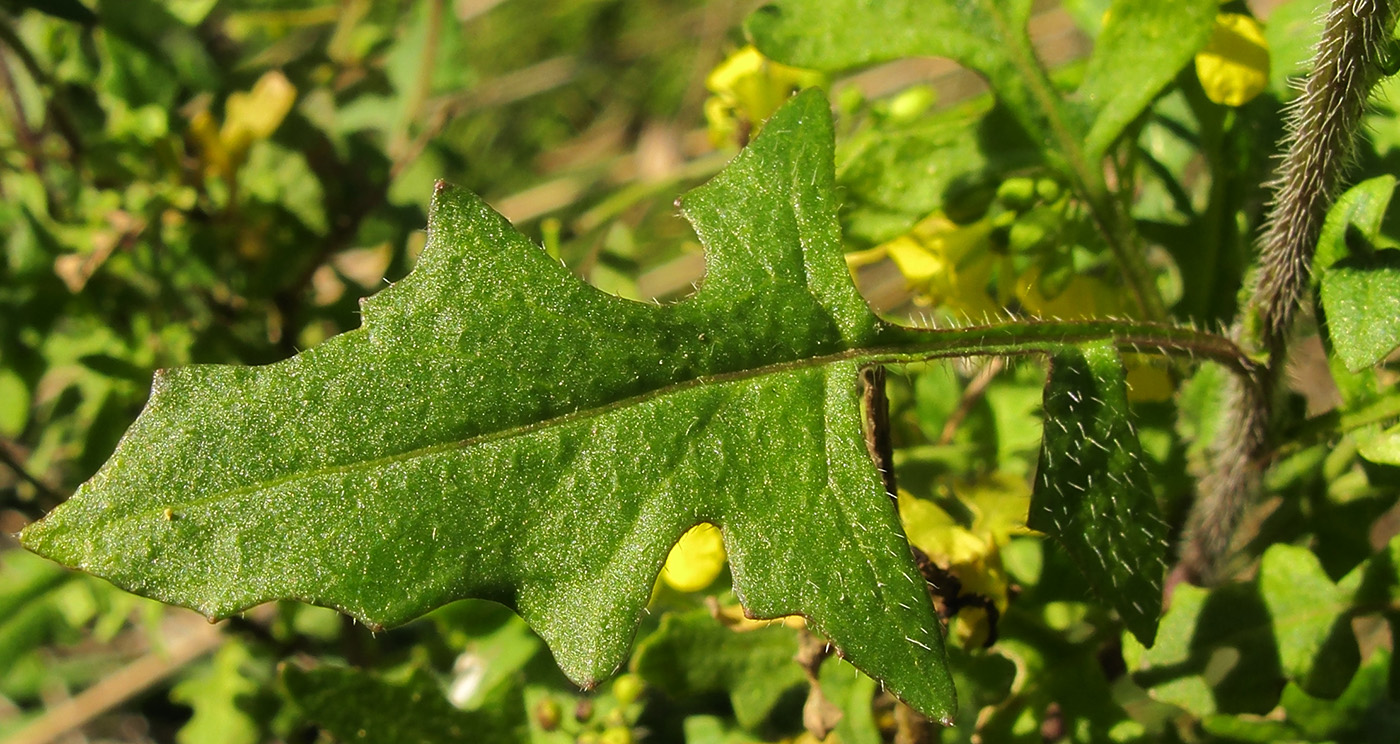 Image of Sisymbrium loeselii specimen.