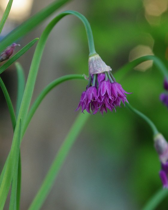 Изображение особи Allium cyathophorum var. farreri.